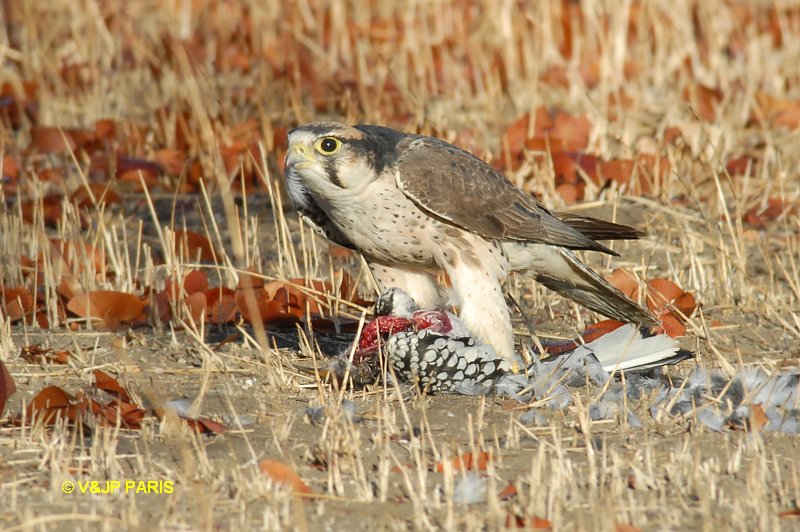 Falco biarmicus