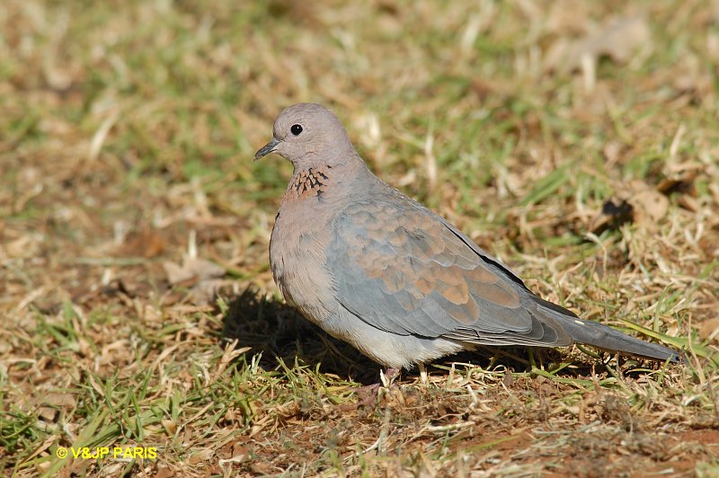 Streptopelia senegalensis