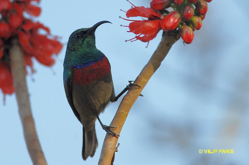 Cinnyris chalybeus