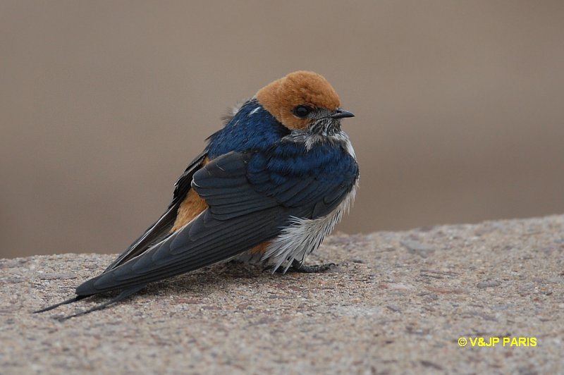 Cecropis abyssinica