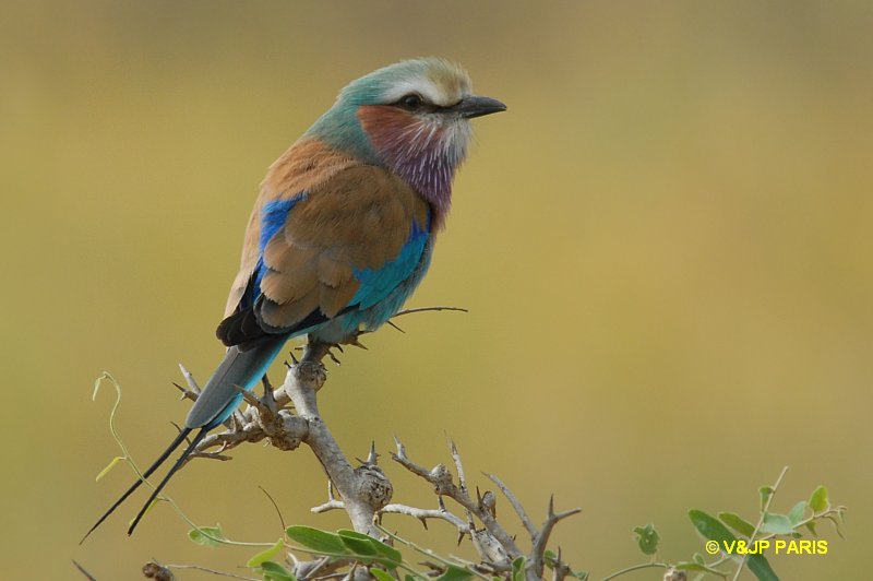 Coracias caudatus