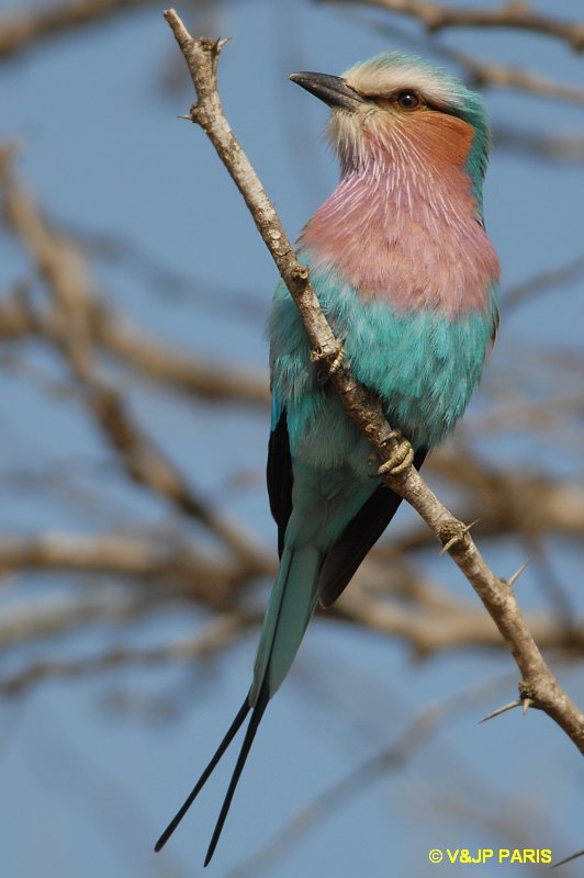 Coracias caudatus