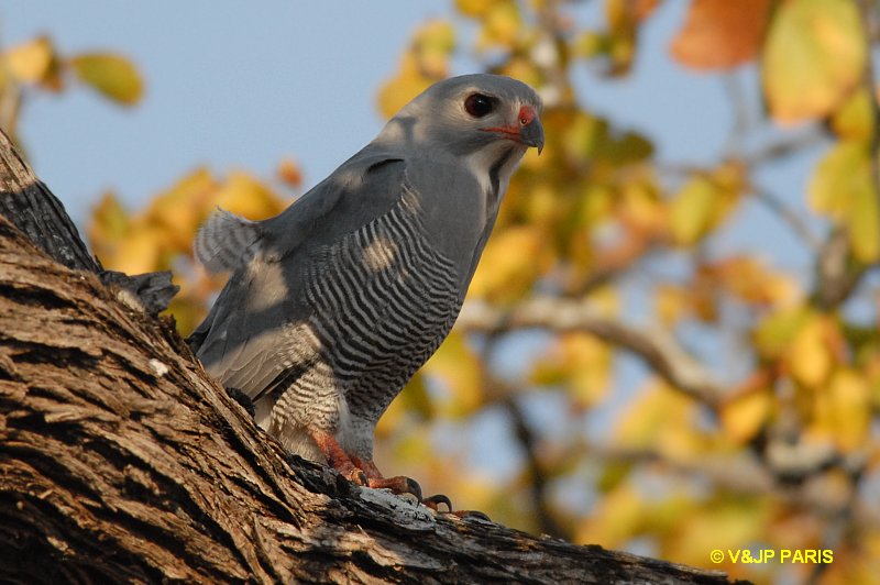 Kaupifalco monogrammicus