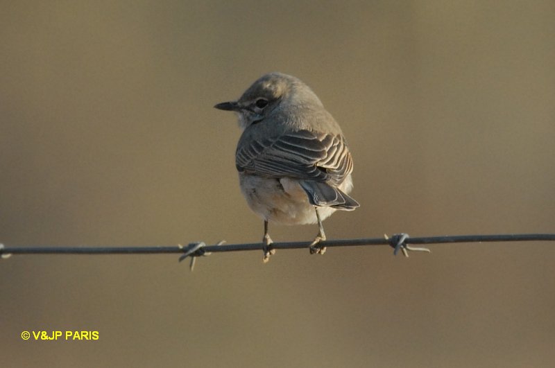 Anthus similis