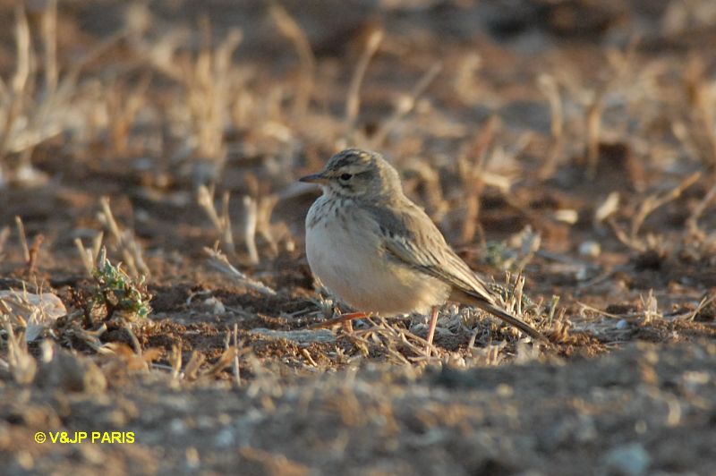 Anthus similis