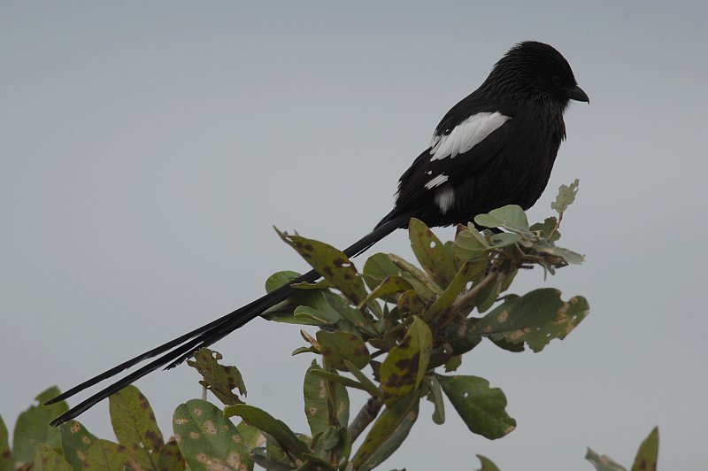 Corvinella melanoleuca