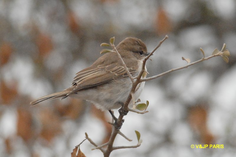 Bradornis mariquensis