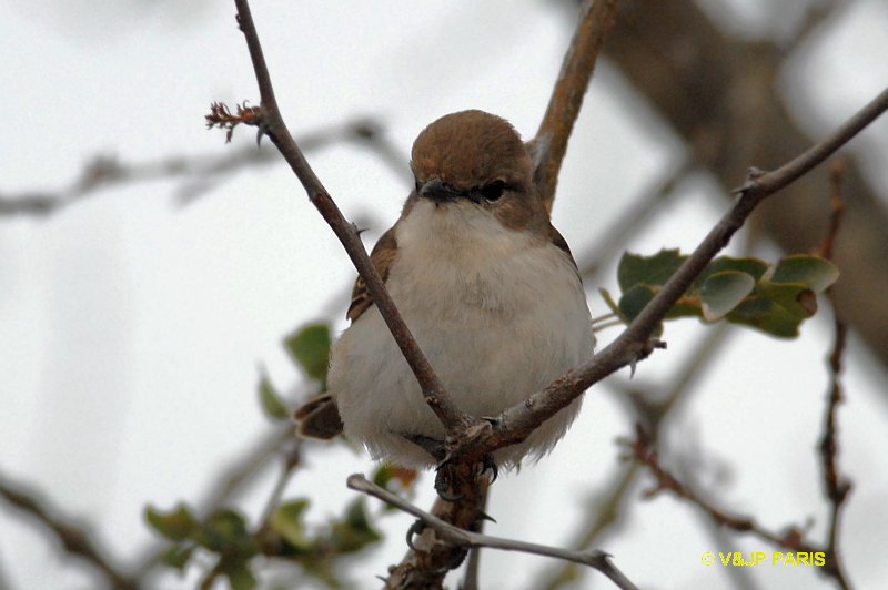 Bradornis mariquensis