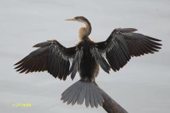 Anhinga roux