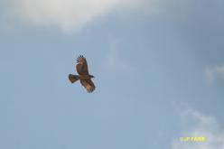 Aigle fascié