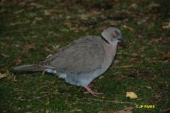 Tourterelle pleureuse