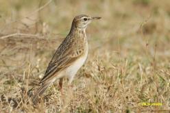Pipit africain