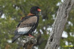 Bateleur des savanes