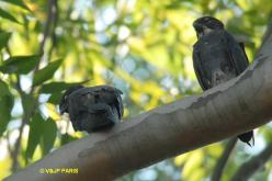 Milan des chauves-souris