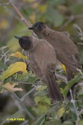 Bulbul tricolore