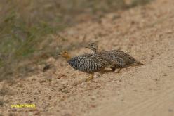 Francolin coqui