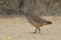 Francolin huppé