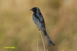 Drongo brillant