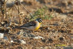 Bruant à poitrine dorée