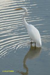 Grande Aigrette