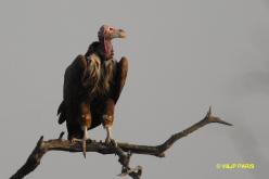 Vautour oricou
