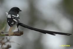 Corvinelle noir et blanc