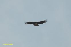 Aigle martial