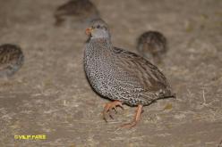 Francolin du Natal