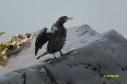Cormoran africain