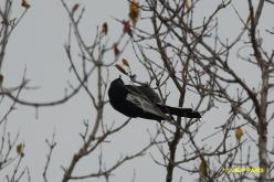Mésange numide