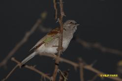 Moineau sud-africain
