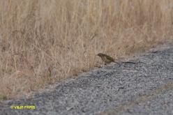 Pipit de Sundevall