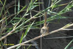 Prinia modeste