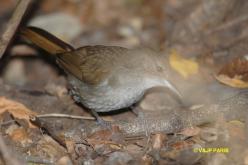 Bulbul jaboteur