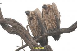 Vautour africain