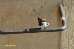 Hirondelle à longs brins