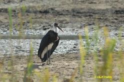 Cigogne épiscopale
