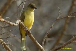 Bulbul à poitrine jaune