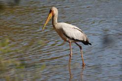 Tantale ibis