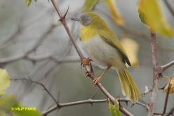 Apalis à gorge jaune