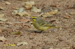 Serin du Mozambique