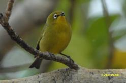 Zostérops jaune