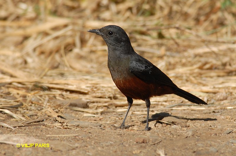 Thamnolaea cinnamomeiventris