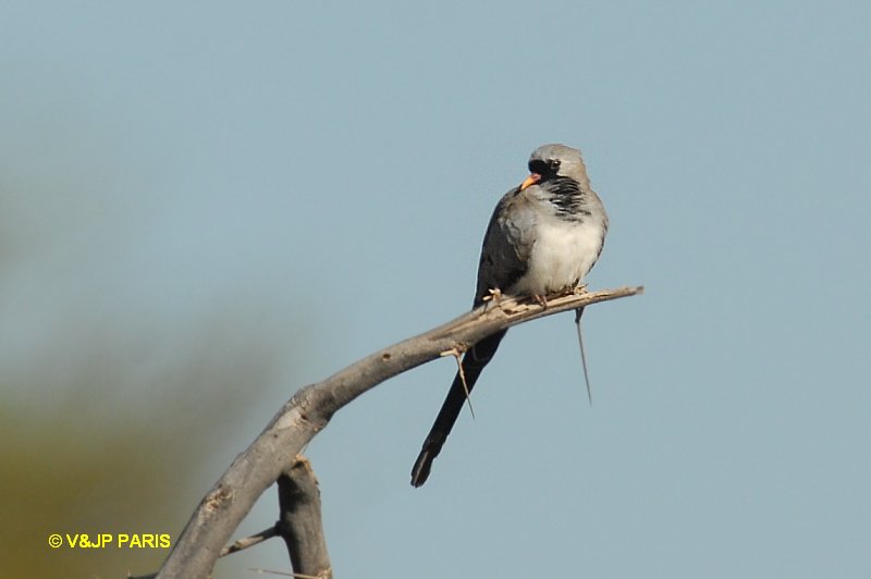 Oena capensis