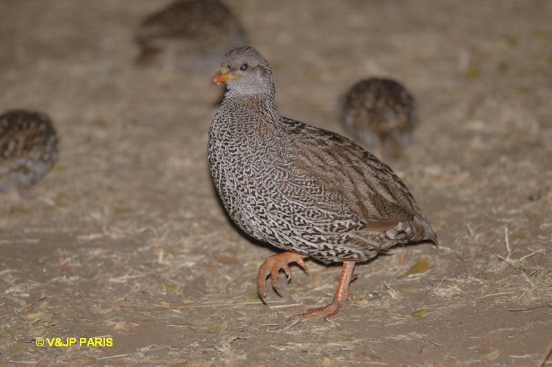 Francolinus natalensis