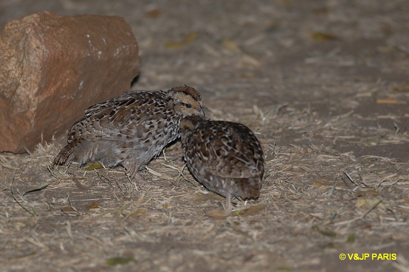 Francolinus natalensis