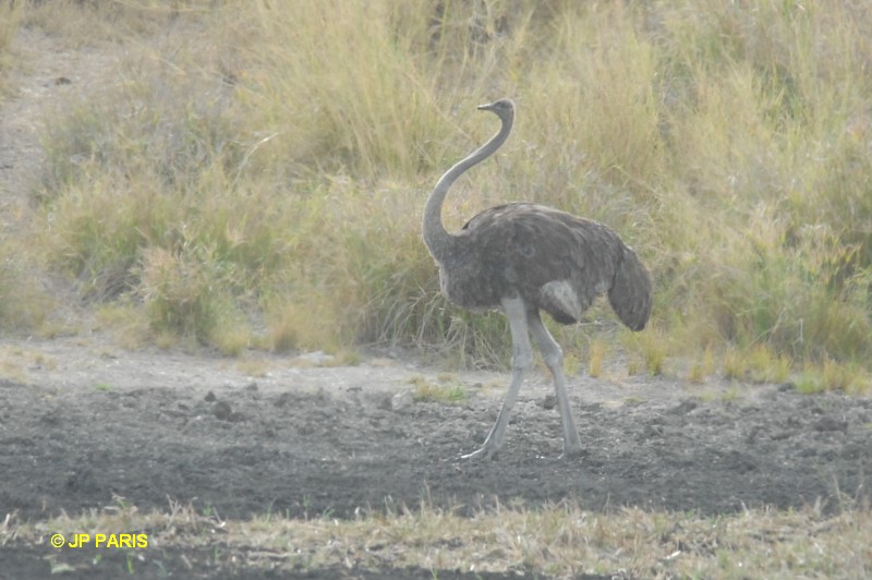 Struthio camelus