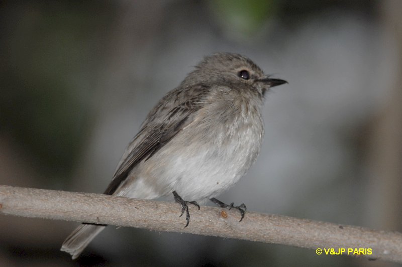 Bradornis pallidus