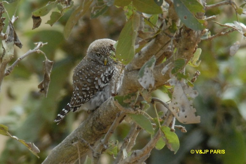 Glaucidium perlatum