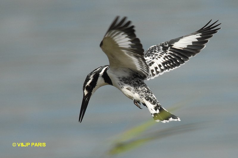 Ceryle rudis
